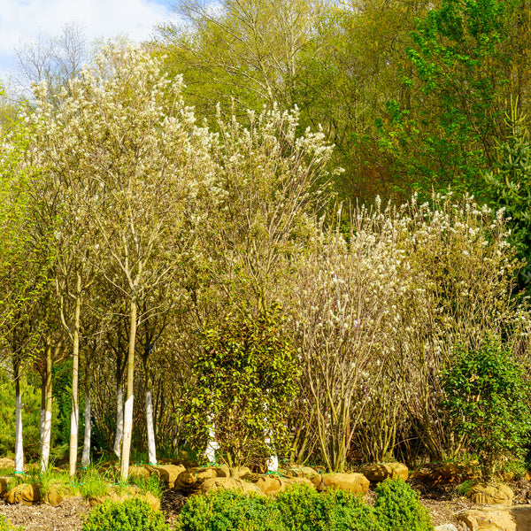 Autumn Brilliance Serviceberry - Amelanchier - Flowering Trees