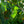 Load image into Gallery viewer, Autumn Brilliance Serviceberry