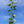 Load image into Gallery viewer, Autumn Brilliance Serviceberry
