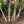 Load image into Gallery viewer, Autumn Brilliance Serviceberry