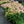 Load image into Gallery viewer, Autumn Fire Stonecrop