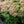 Load image into Gallery viewer, Autumn Fire Stonecrop