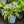 Load image into Gallery viewer, Autumn Frost Hosta