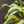 Load image into Gallery viewer, Autumn Frost Hosta