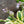 Load image into Gallery viewer, Autumn Frost Hosta