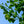 Load image into Gallery viewer, Autumn Gold Ginkgo - Ginkgo - Shade Trees