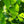 Load image into Gallery viewer, Autumn Gold Ginkgo - Ginkgo - Shade Trees