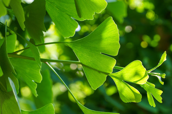 Autumn Gold Ginkgo - Ginkgo - Shade Trees