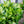 Load image into Gallery viewer, Autumn Joy Stonecrop