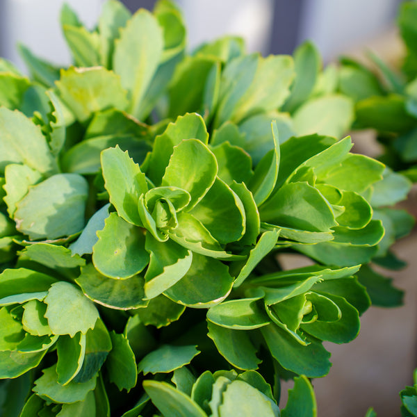 Autumn Joy Stonecrop