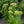 Load image into Gallery viewer, Autumn Joy Stonecrop