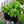 Load image into Gallery viewer, Autumn Joy Stonecrop