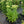 Load image into Gallery viewer, Autumn Joy Stonecrop