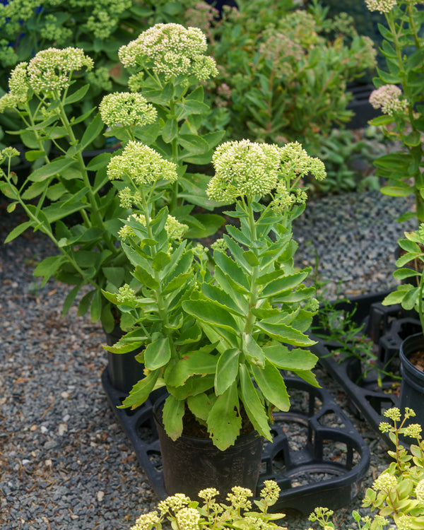 Autumn Joy Stonecrop