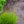 Load image into Gallery viewer, Autumn Moor Grass