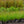Load image into Gallery viewer, Autumn Moor Grass