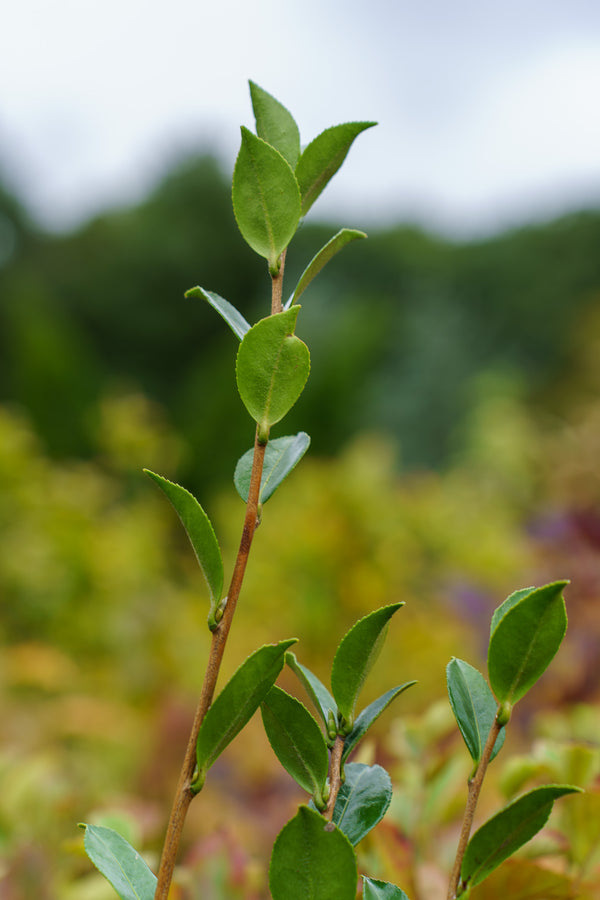 Autumn Rocket Camellia