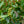 Load image into Gallery viewer, Autumn Rocket Camellia
