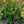Load image into Gallery viewer, Autumn Rocket Camellia