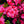 Load image into Gallery viewer, Autumn Rouge Azalea - Azalea - Shrubs