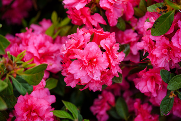 Encore Autumn Rouge Azalea