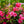 Load image into Gallery viewer, Autumn Rouge Azalea - Azalea - Shrubs