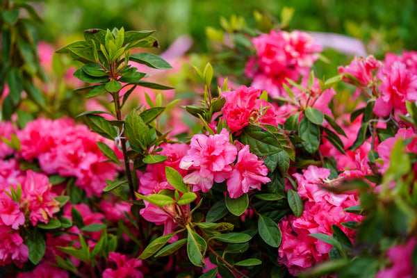 Encore Autumn Rouge Azalea