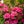 Load image into Gallery viewer, Autumn Rouge Azalea - Azalea - Shrubs
