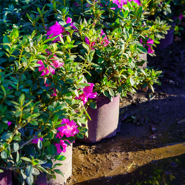 Autumn Royalty Encore Azalea