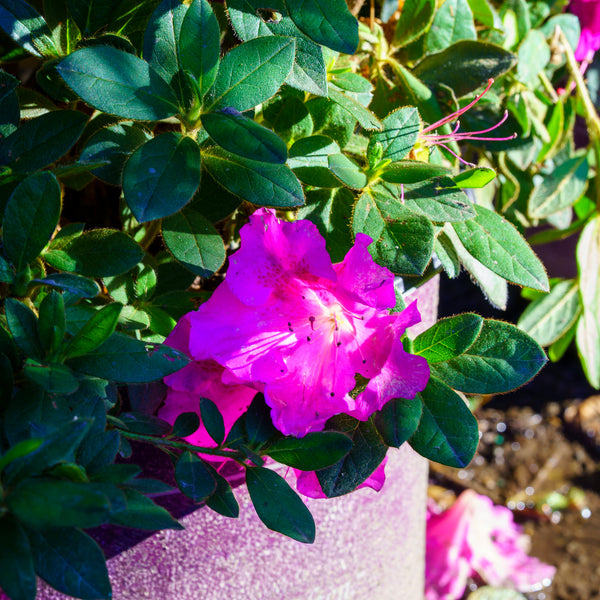 Autumn Royalty Encore Azalea