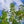 Load image into Gallery viewer, Autumn Splendor Horse Chestnut - Other Flowering Trees - Flowering Trees