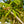 Load image into Gallery viewer, Autumn Splendor Horse Chestnut - Other Flowering Trees - Flowering Trees