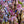 Load image into Gallery viewer, Autumnalis Higan Cherry - Cherry - Flowering Trees