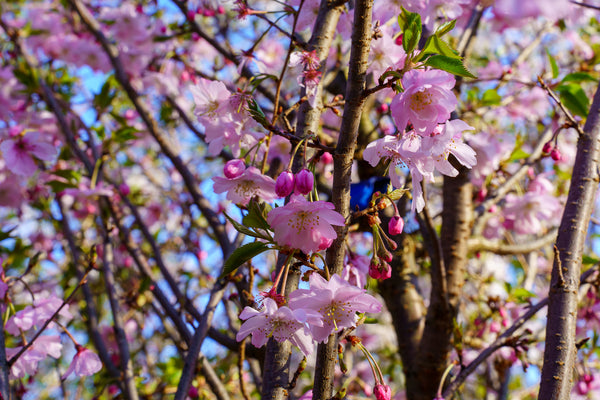 Autumnalis Higan Cherry - Cherry - Flowering Trees