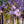Load image into Gallery viewer, Autumnalis Higan Cherry - Cherry - Flowering Trees