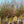 Load image into Gallery viewer, Autumnalis Higan Cherry - Cherry - Flowering Trees