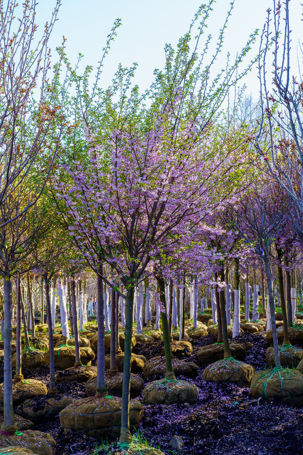 Autumnalis Higan Cherry - Cherry - Flowering Trees