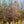 Load image into Gallery viewer, Autumnalis Higan Cherry - Cherry - Flowering Trees
