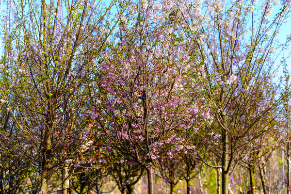 Autumnalis Higan Cherry - Cherry - Flowering Trees