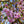 Load image into Gallery viewer, Autumnalis Higan Cherry - Cherry - Flowering Trees