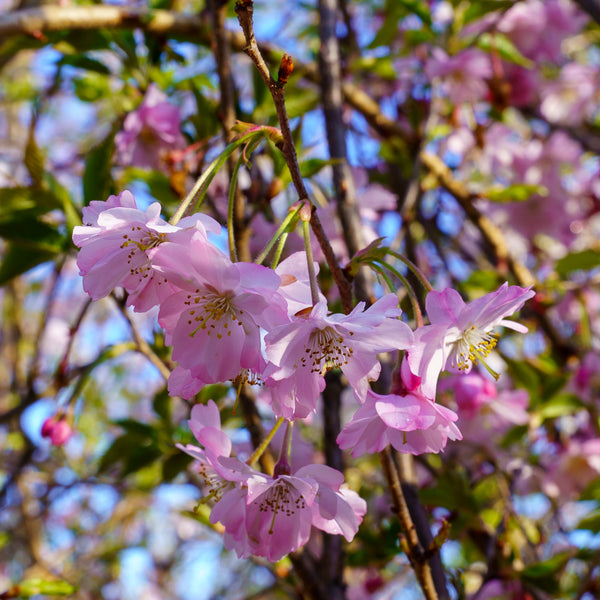 Autumnalis Higan Cherry - Cherry - Flowering Trees