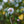 Load image into Gallery viewer, Autumn Flowering Cherry