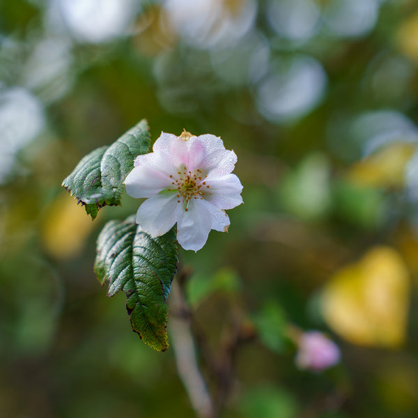 Autumn Flowering Cherry