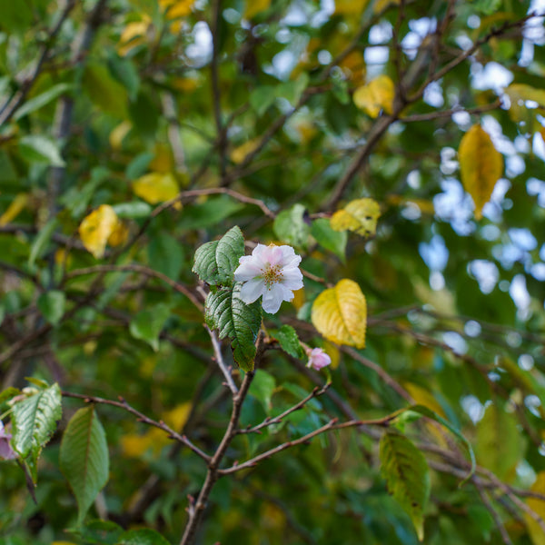 Autumn Flowering Cherry