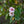 Load image into Gallery viewer, Autumn Flowering Cherry