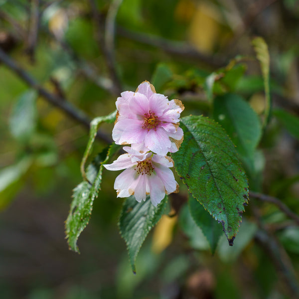 Autumn Flowering Cherry