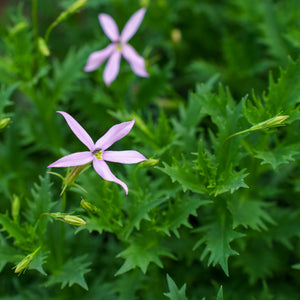 Avant Garde Pink Laurentia