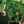 Load image into Gallery viewer, Aya Nishiki Dove Tree