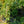 Load image into Gallery viewer, Aya Nishiki Dove Tree