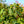 Load image into Gallery viewer, Aya Nishiki Dove Tree